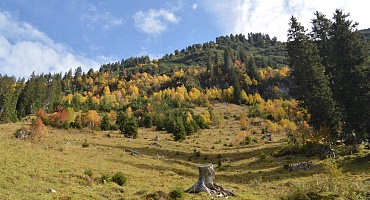 Golden Autumn in Lech