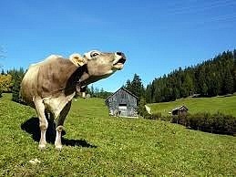 Sommerfrische